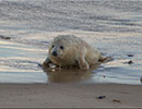 Seal Colony