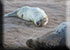 Seal Colony