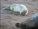 Seal Colony