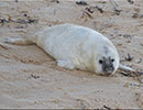 Seal Colony
