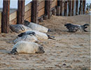 Seal Colony