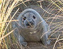 Seal Colony