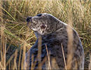 Seal Colony