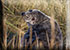 Seal Colony