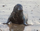Seal Colony