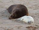 Seal Colony