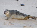 Seal Colony
