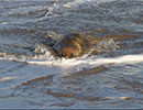 Seal Colony