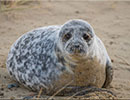 Seal Colony