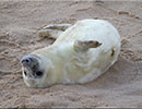 Seal Colony
