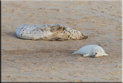 Seals in the wild - Library photo by the Williams media team
