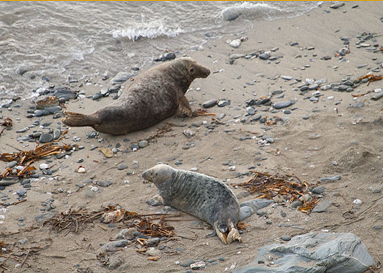 Seal Colony