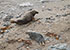 Seal Colony