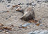 Seal Colony