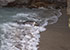 Seal Colony