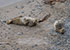 Seal Colony