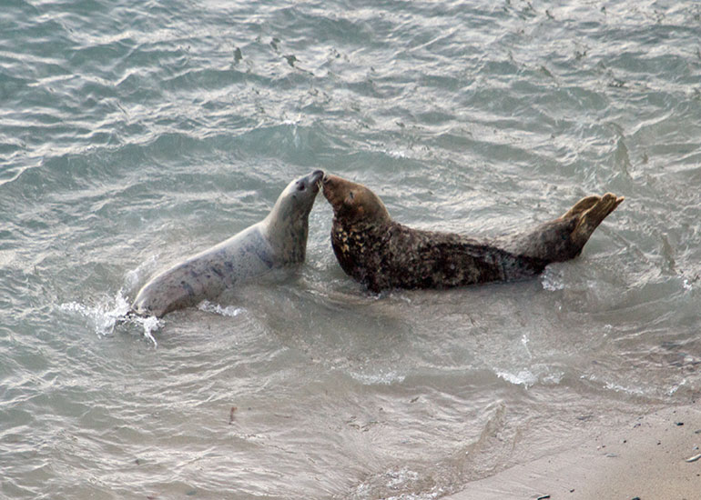 Seal Colony