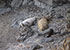 Seal Colony
