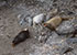 Seal Colony