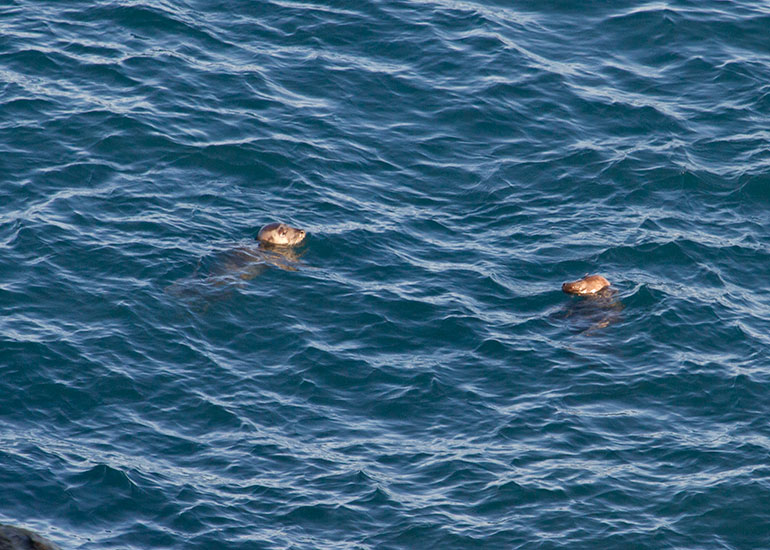Seal Colony