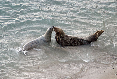 Grey Seal Colony