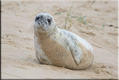 Seals in the wild taken in December 2015