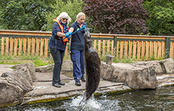 Seal Experience
