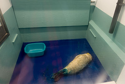 Seal rescue hospital relaunched with the help of Gillian Burke