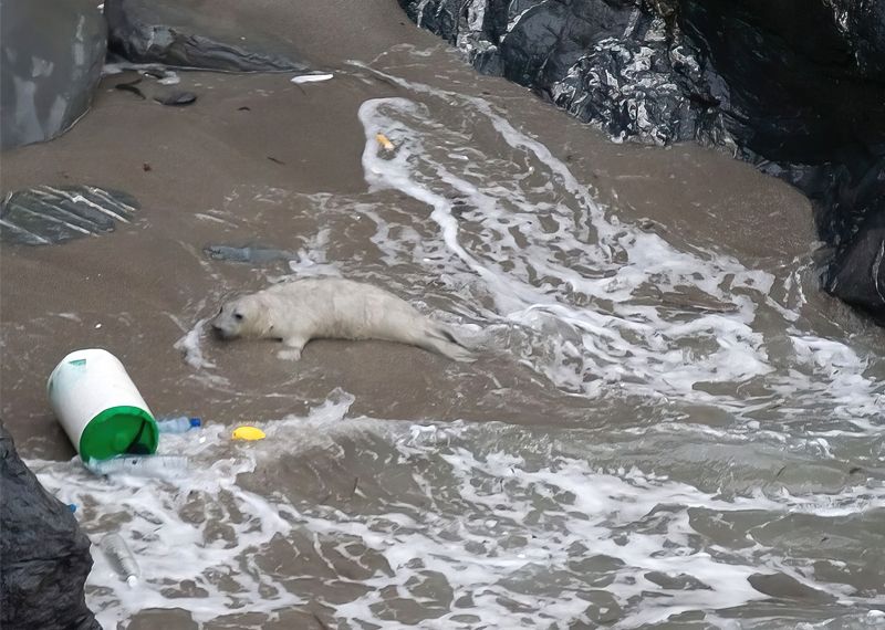 Sea Life - 24 hours Global Beach Clean - 18th September 2024