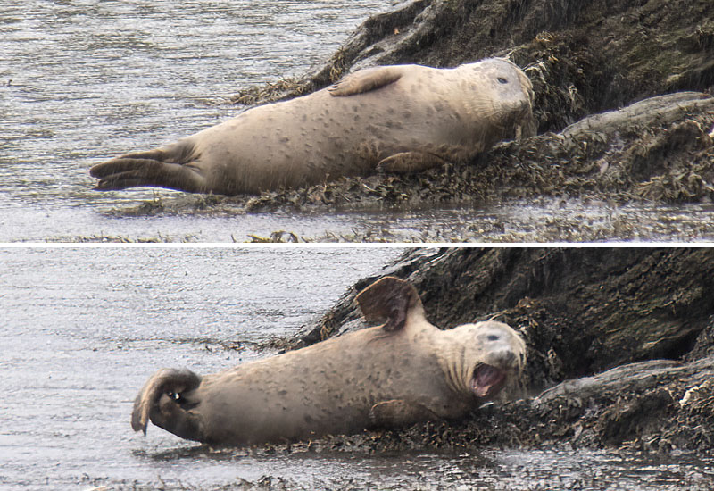 Seal  in the shore - Helford Estuary
