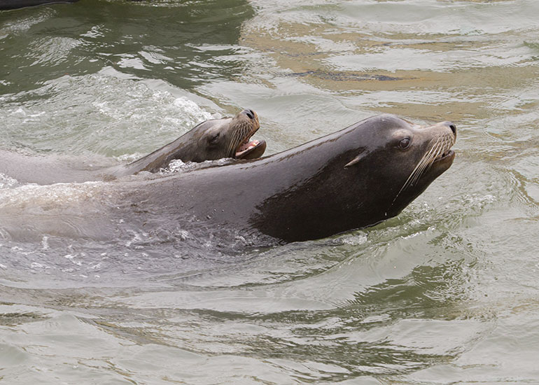 Sea Lions