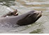 Sea Lions