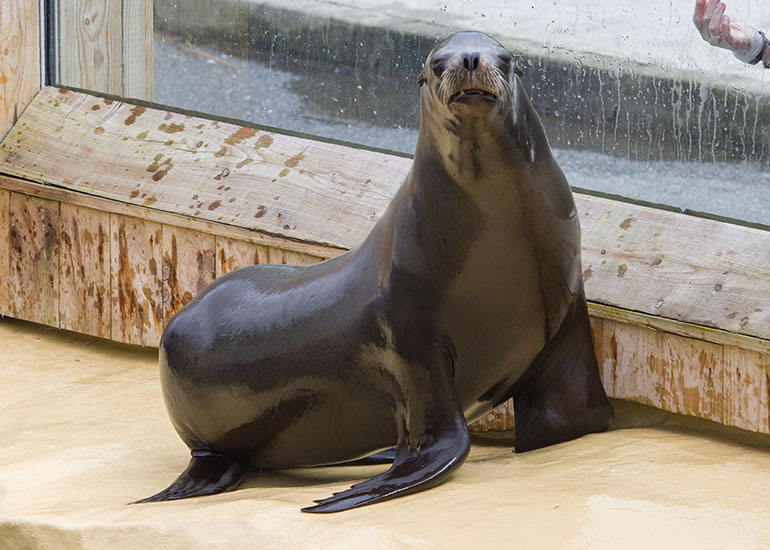 Sea Lions