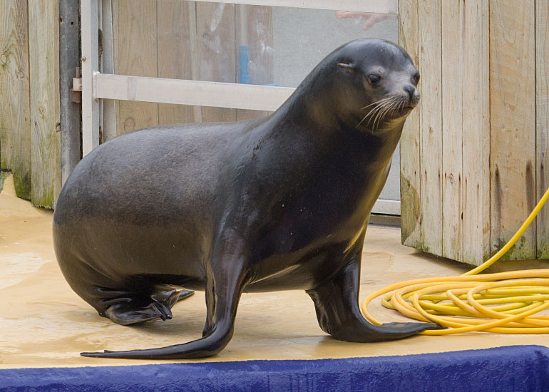 Sea Lions