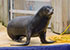 Sea Lions