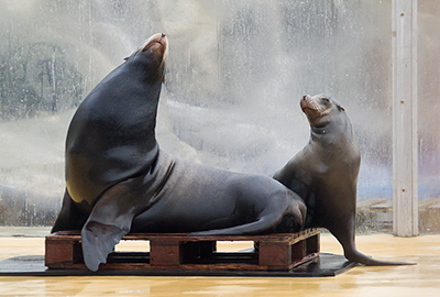 Sea Lions