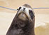 Resident Sea Lions - Summer 2016