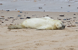 Seal pup on beach