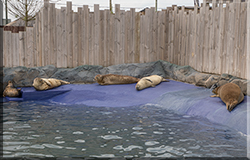 Seal Pool