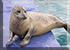 Seal Pool