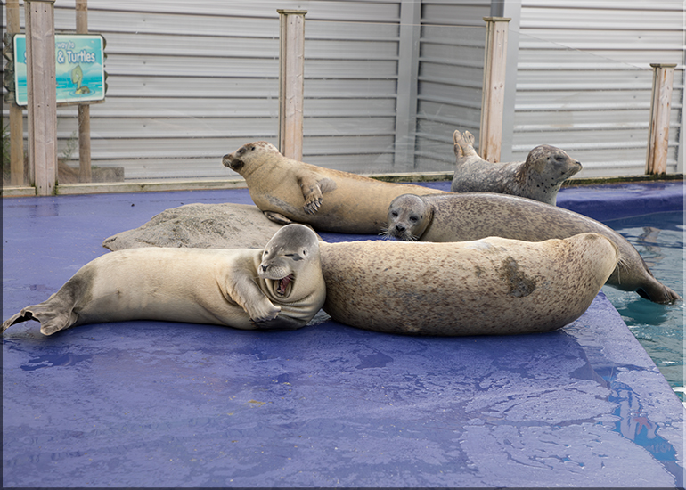 Seal Enclosure