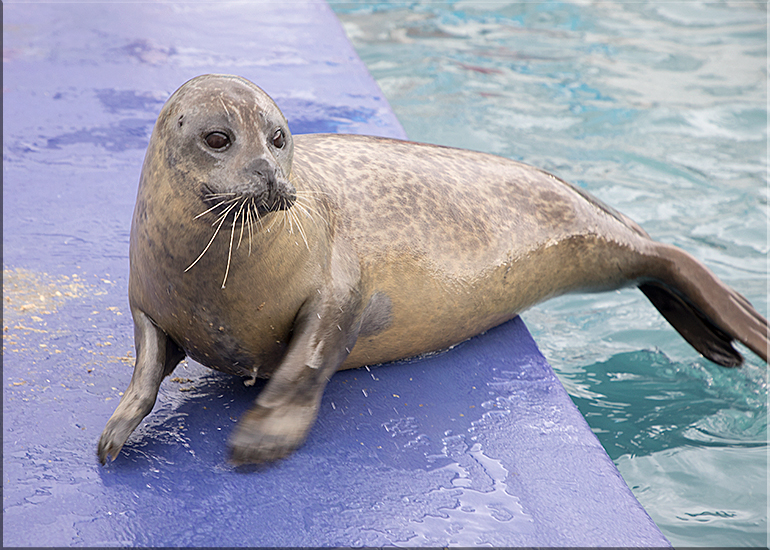 Seal Enclosure