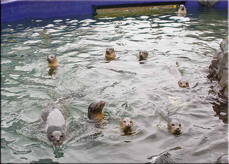 Seal enclosure - 20th October 2016