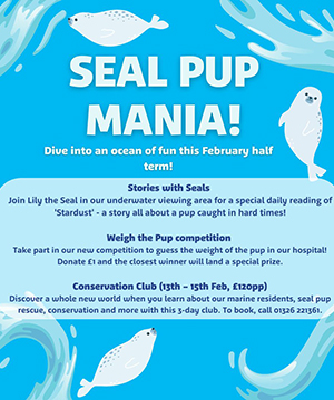 Seal Pup Mania! - Half Term - February 2023