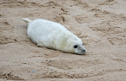 Seal Pups on the beach