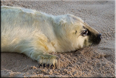 Pup on beach