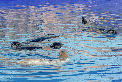 Seal Pups Recovery Pool