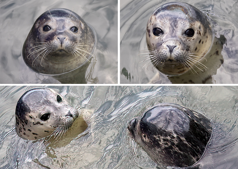 Seal Pups