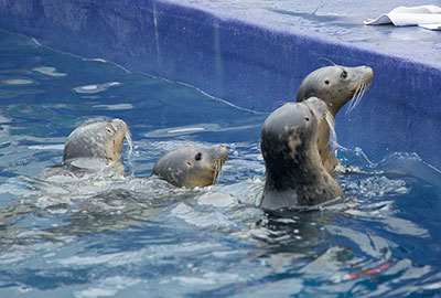 Seal Pups