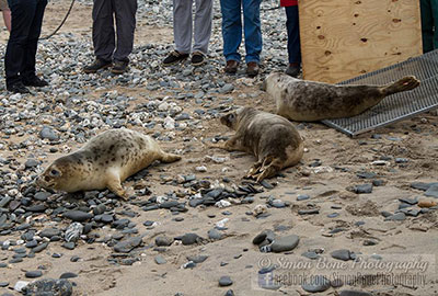Seal Release - 2nd June 2014